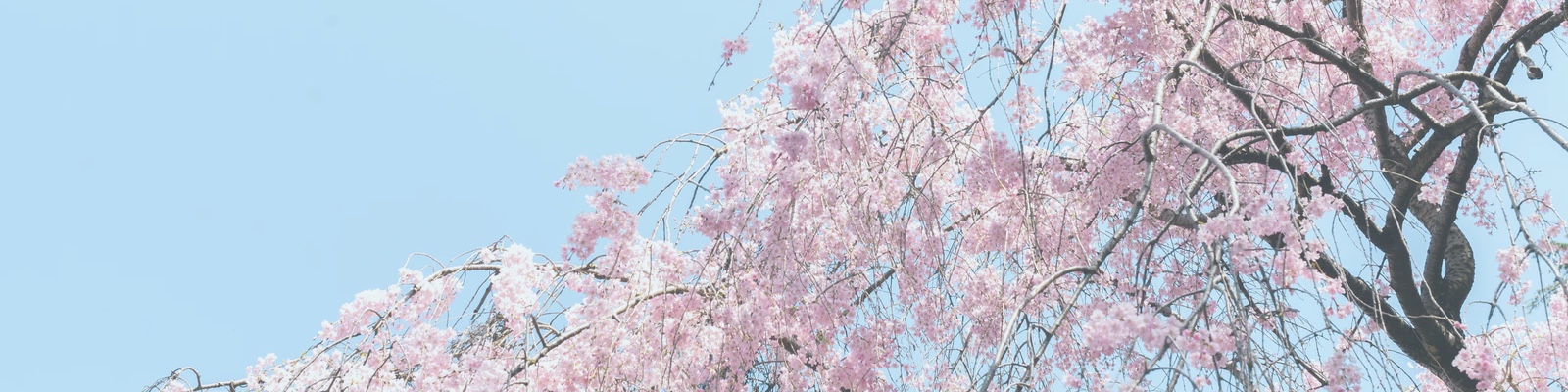 The cherry blossoms in full bloom.